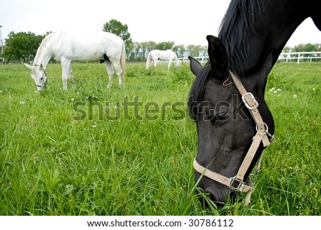 One black and two white horses eating grass in the meadow