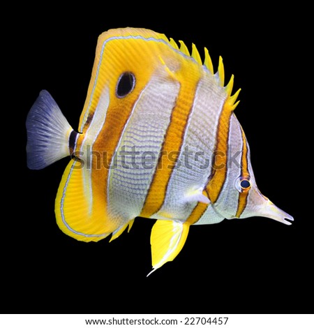 stock photo : Coral reef fish