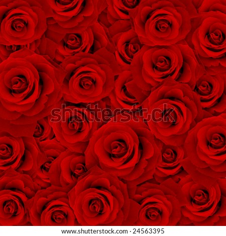 red rose flower background. stock photo : Red rose