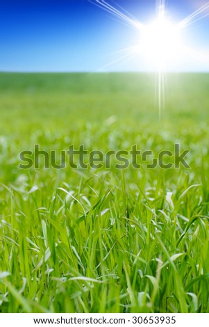 Green grass, the blue sky and white sun