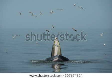 Bryde whale opened its mouth to eat small fish. Seagulls eat fish from the mouth of a whale