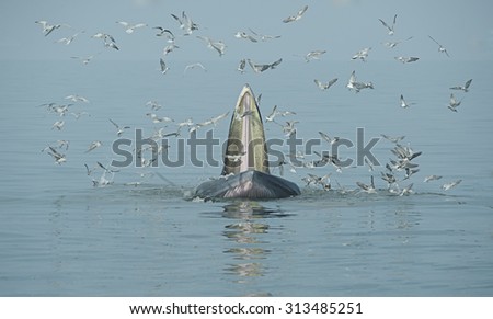 Bryde whale,Eden\'s whale opened its mouth to eat small fish. Seagulls eat fish from the mouth of a whale