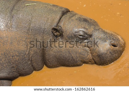 Pygmy Hippo Sleeping in Muddy Water