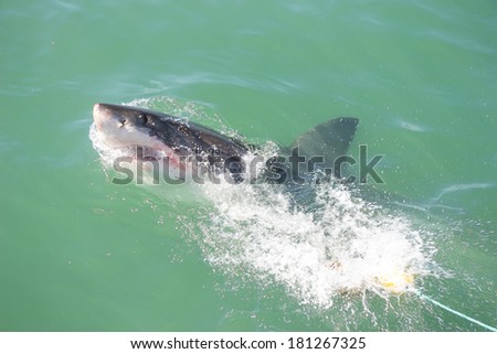 A Great White Shark Attacking a Decoy and Bait in the Ocean