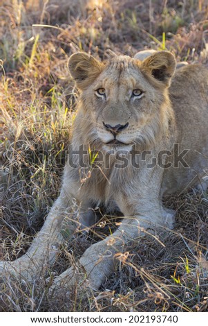 Portrait of a young lion lying in the grass