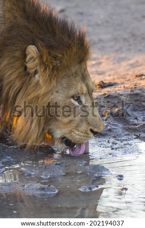 Male lion drinking water at sunset