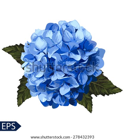 Vector blue realistic hydrangea, lavender. Illustration of flowers. Vintage. Can be used for gift wrapping paper. EPS