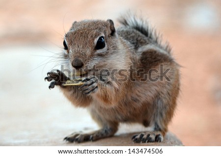 Ground squirrel chipmunk eating sunflower seed