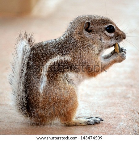 Desert ground squirrel chipmunk profile eating sunflower seed