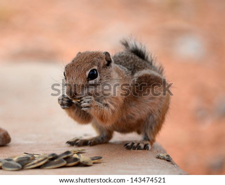 Ground squirrel chipmunk eating seeds