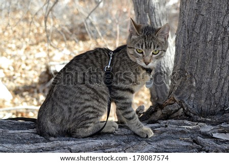 Young grey brown tabby cat with harness and leash exploring nature