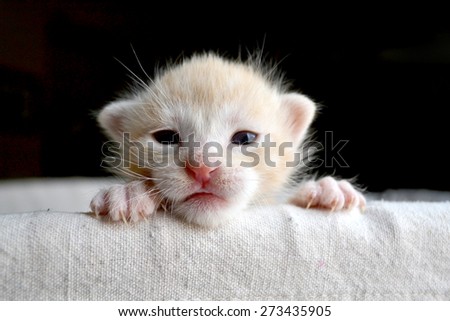 Sweet newborn orange tabby kitten peeking over edge of basket