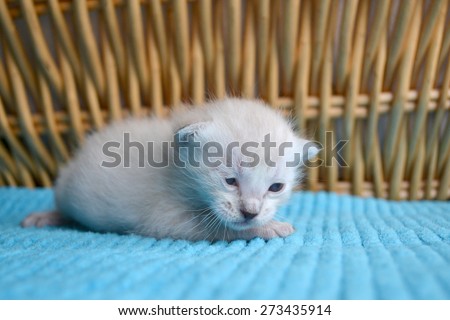Sleepy Newborn Siamese kitten, white and grey, eyes barely open, on blue blanket