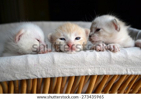 Three very small tiny kittens peeking out of a basket