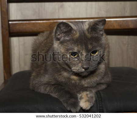 cat sit on chair
