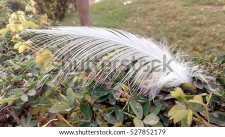 bird white feather on plant