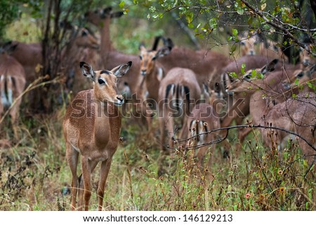 Impala stands away from the pack and looks at the viewer