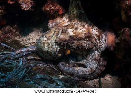 Octopus hangs out under a ledge on a sandy bottom