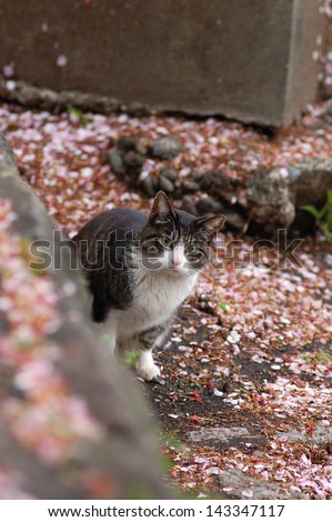 Cats who are interested/I met her with a lot of cherry blossoms are falling in japan. Her cute face made me felt this world have a lot of thing to find out.