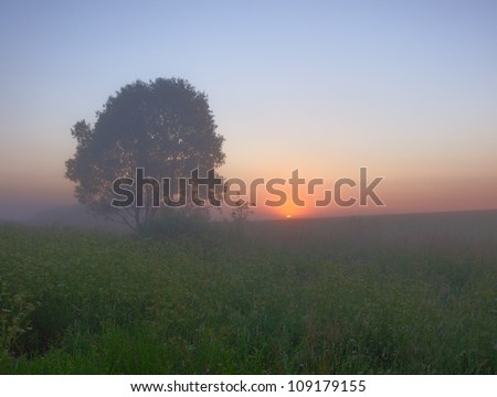 Sunrise over foggy field. Beautiful landscape with tree in field, sun and fog