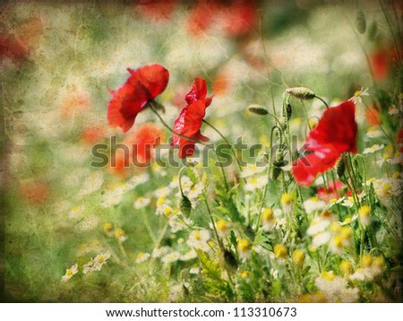A lot of red poppies and small daisy flowers. Vintage photo in sepia tones.
