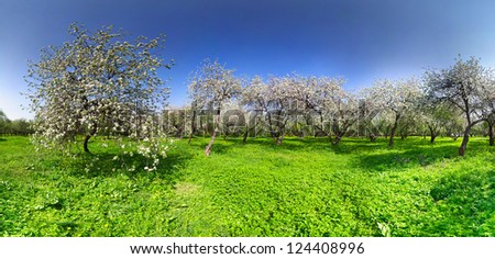 Blooming apple trees at spring. Panoramic image