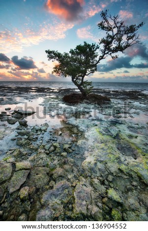 Low tide at the Florida Keys Islands. View from West Summerland Key, USA.