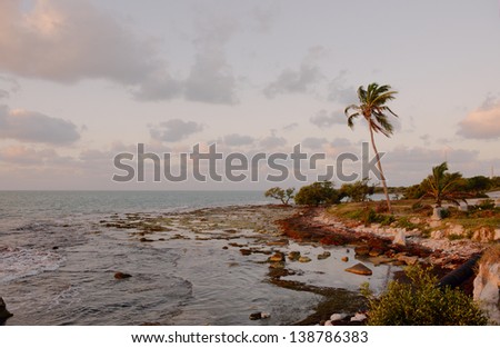 Trees at Florida Keys islands at sunrise. Florida Keys, USA.