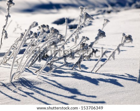 Frozen grass in a winter field