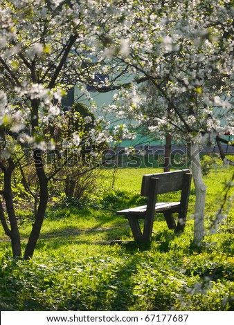 Spring time. Blooming apple trees in park
