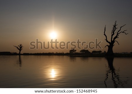 Withered Tree in Sunset