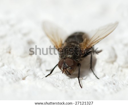 Close-up of a fly showing structure of it\'s compound eyes.