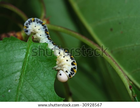 Close-up of a caterpillar eating leaf.