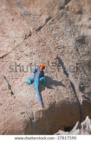 Red-headed rock agama in the sun on a stone.