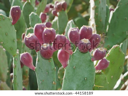 Edible Cactus Fruit