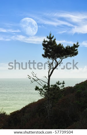 Seascape with a pine tree and big Moon over sea.