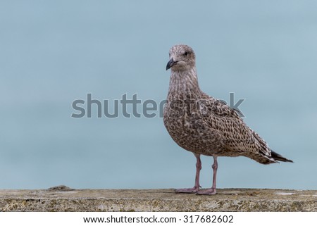Herring Gull on a concrete sea wall with defocused background.