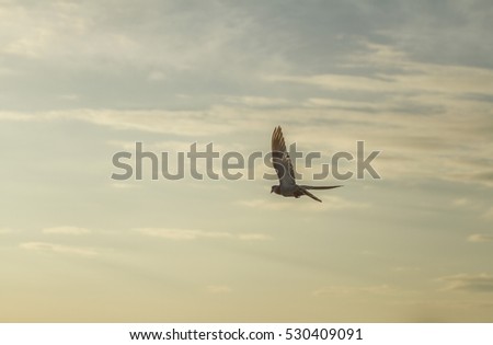 Bird flying on the sky at sunrise