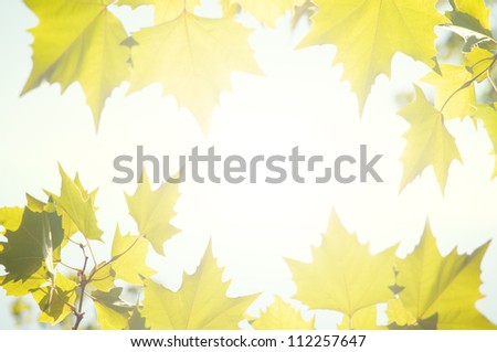 autumn border frame leaves