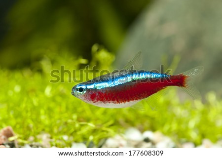 Cardinal Tetra Neon fish