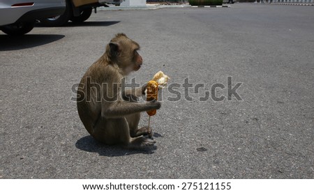 Monkey eating cookie.