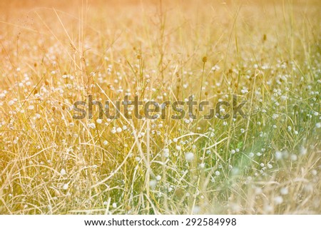 Grass flower being blown.Vintage filter.Sofe focus point.