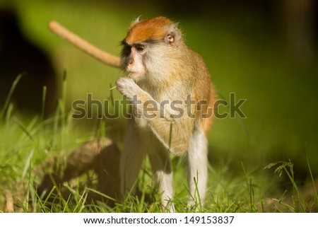 Patas monkey (Erythrocebus patas) eating a single blade of grass