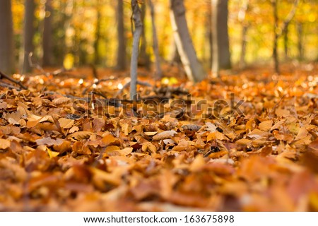 Close up view on the ground covered with fallen golden oak leaves