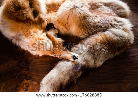 Fur collar of red fox