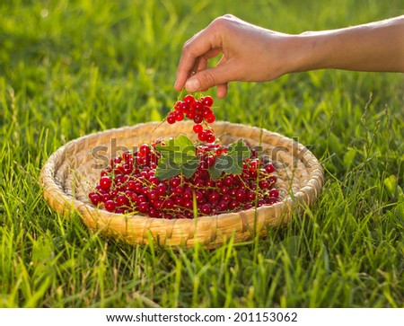 Straw scuttle full of fresh organic red currants crop; female hand picking berries