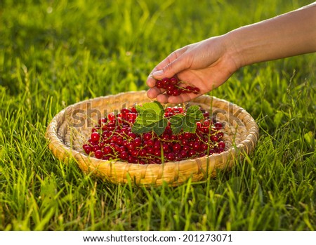 Straw basket full of fresh organic red currants crop; female hand picking berries