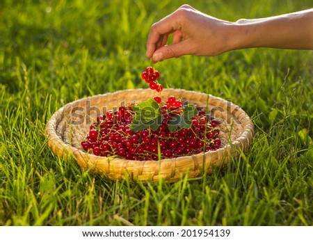 Straw scuttle full of fresh organic red currants crop; female hand picking berries