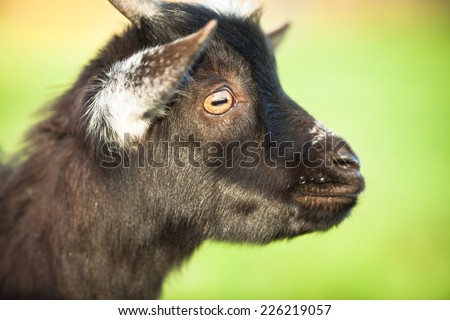 Farm animals: Cute goat kid grazing on a lovely green pasture