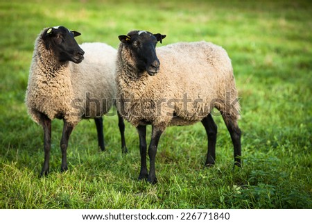 Farm animals: black-head sheep grazing on a lovely green pasture